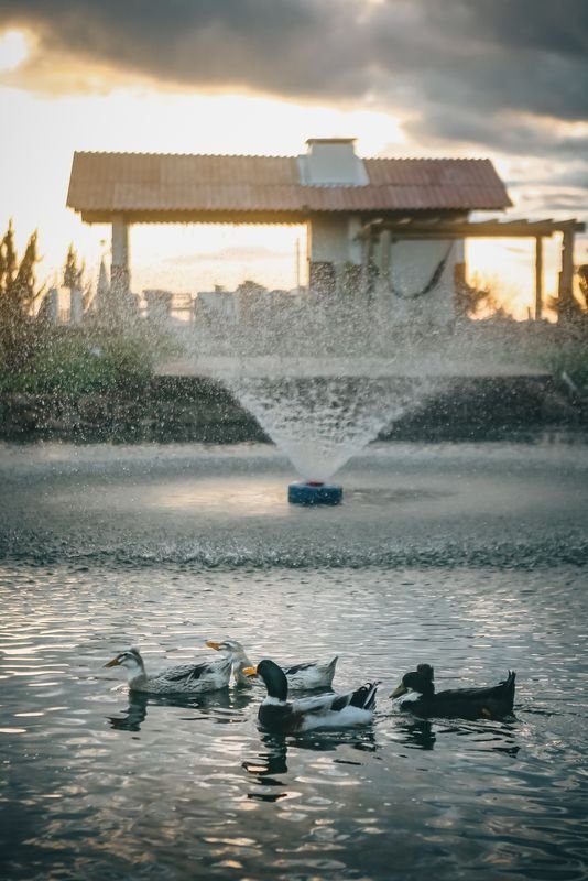 Lago com chafariz, patos e casa container ao pôr do sol