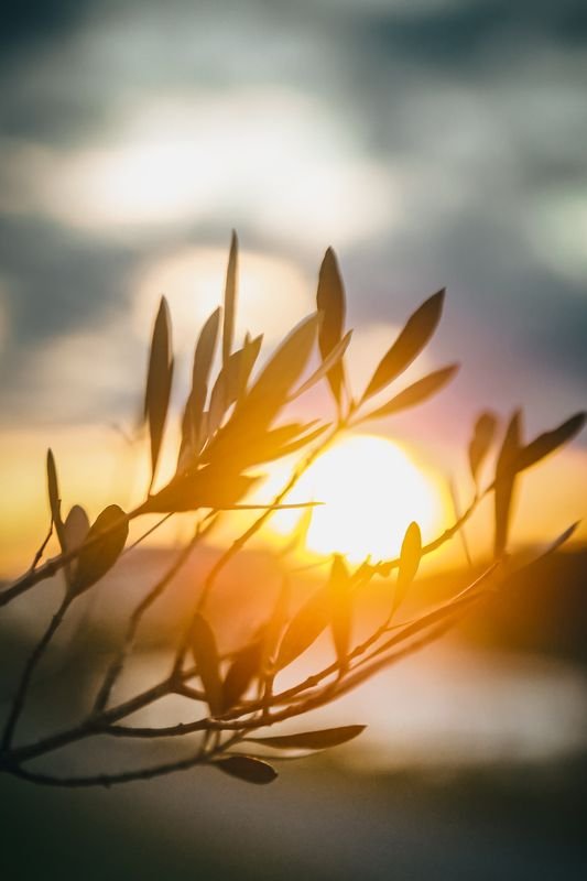 Galho de oliveira em silhueta com pôr do sol