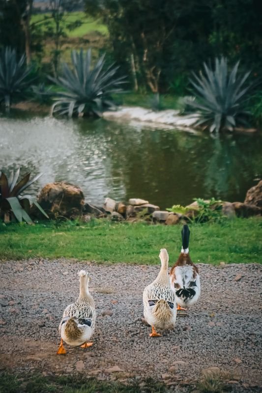 Patos no laguinho do olival